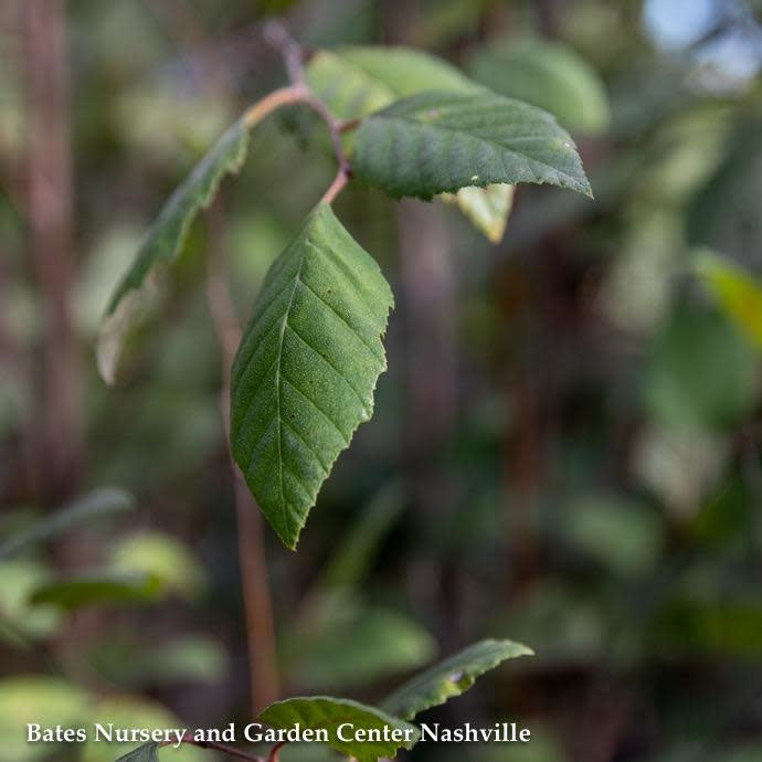  #7 CLUMP Betula Nigra/ River Birch Native (TN)