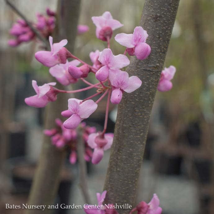  #7 CLUMP Cercis Canadensis/ Eastern Redbud Native (TN)