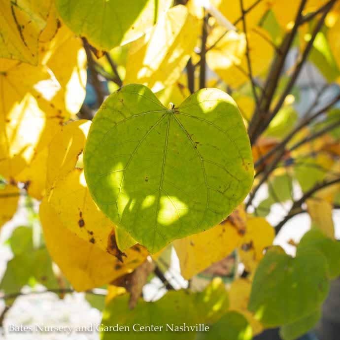  #7 CLUMP Cercis Canadensis/ Eastern Redbud Native (TN)
