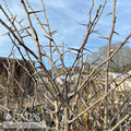  #7 Crataegus Phaenopyrum/ Washington Hawthorn Native (TN)