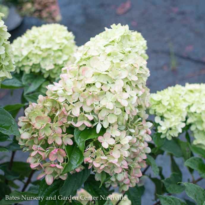  #7 Hydrangea Pan PW Little Lime/ Panicle White