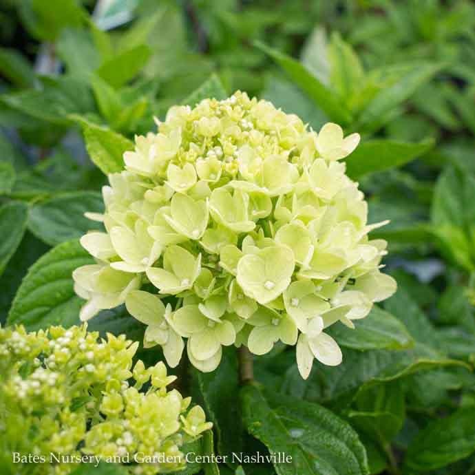  #7 Hydrangea Pan PW Little Lime/ Panicle White