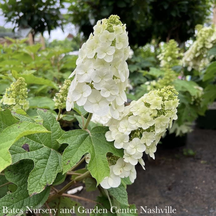  #7 Hydrangea Quer Ruby Slippers/ Dwarf Oakleaf Native (TN)