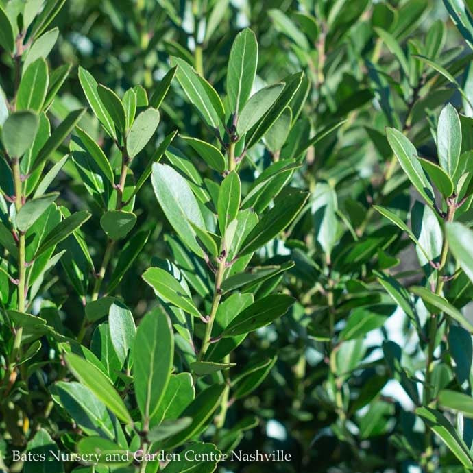 #7 Ilex Glabra PW Strongbox/ Inkberry Holly (female) Native (TN)
