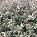  #7 Ilex Vom Schillings Dwarf/ Yaupon Holly (male) Native (TN)