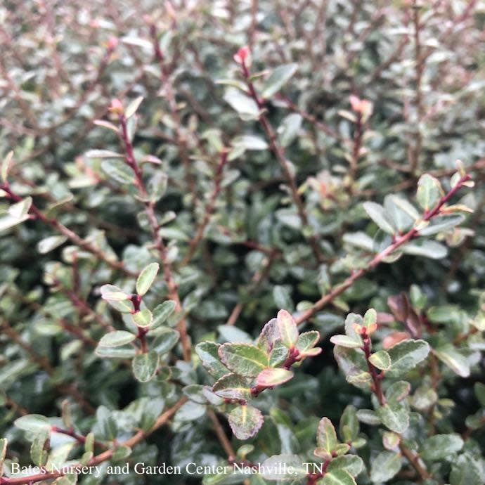  #7 Ilex Vom Schillings Dwarf/ Yaupon Holly (male) Native (TN)