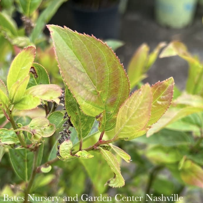  #7 Itea Virginica AB Fountains Of Rouge/ Virginia Sweetspire Native (TN)
