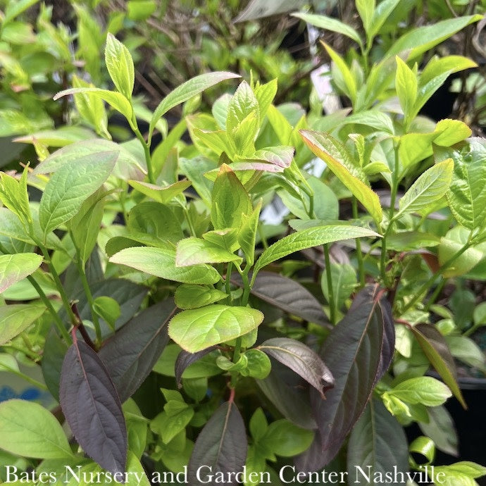  #7 Itea Virginica AB Fountains Of Rouge/ Virginia Sweetspire Native (TN)