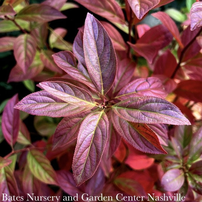 #7 Itea Virginica AB Fountains Of Rouge/ Virginia Sweetspire Native (TN)