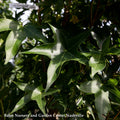  #7 Liquidambar Sty Slender Silhouette/ Columnar Sweetgum Native (TN)