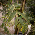  #7 Pistacia Chinensis/ Chinese Pistache