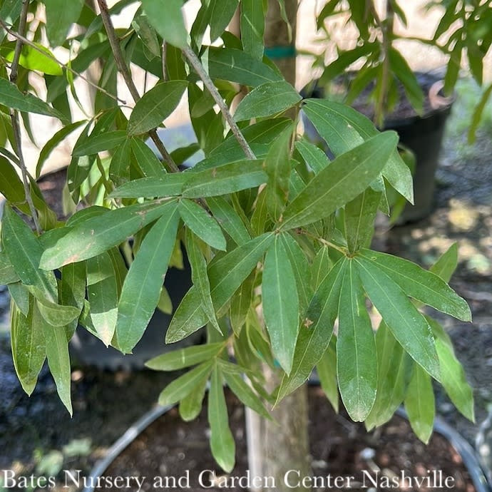  #7 Quercus Phellos/ Willow Oak Native (TN)