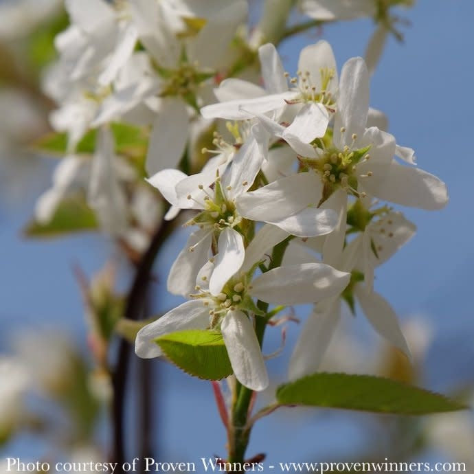  #7 SINGLE Amelanchier Can PW Spring Glory/ Shadblow Serviceberry Tree Form Native (TN)