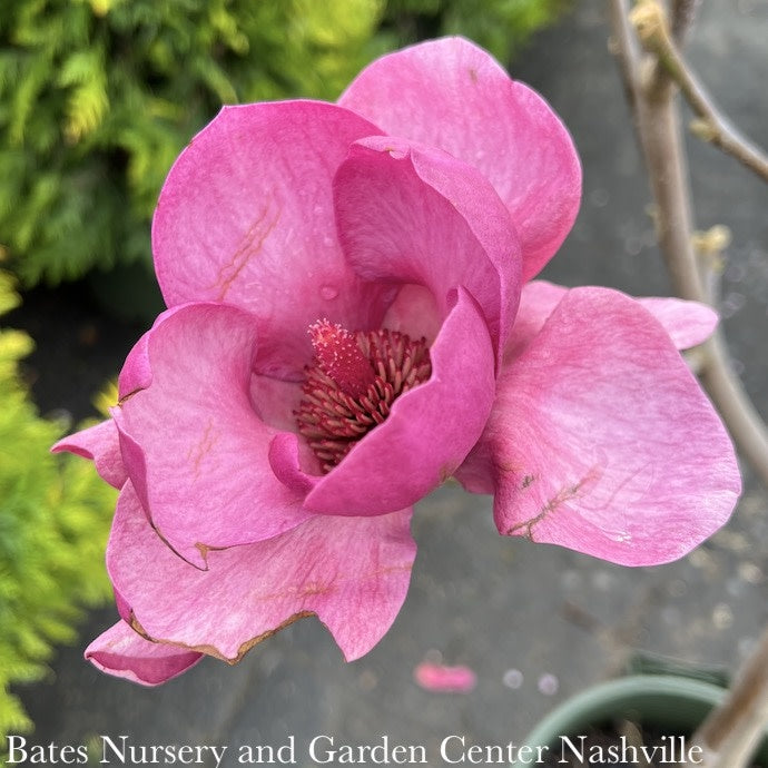  #7SINGLE Magnolia X Soul Black Tulip/ Deciduous Dark Purple-pink Saucer