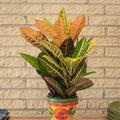  8p! Croton Petra /Tropical
