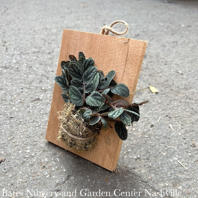  8p! Pellionia Pul /Watermelon Vine On Wood Plank Aka Polynesian Ivy /Tropical