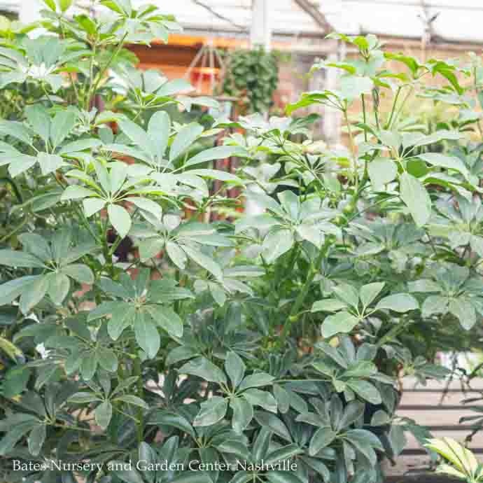  8p! Schefflera Arboricola Bush /Tropical