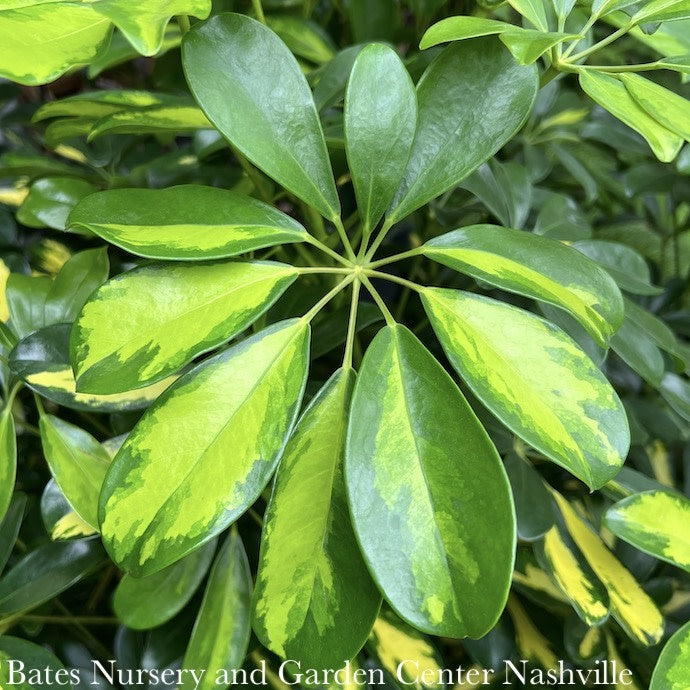  8p! Schefflera Arboricola Variegated /Tropical