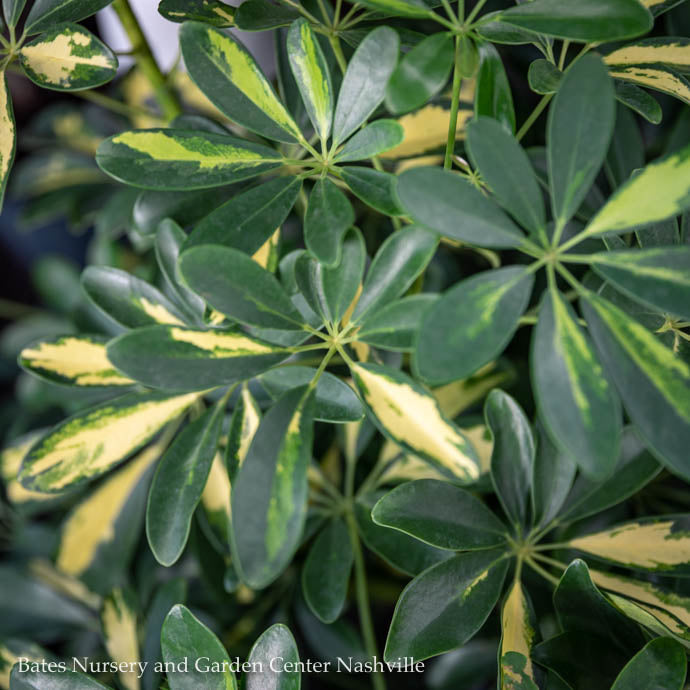 8p! Schefflera Arboricola Variegated /Tropical
