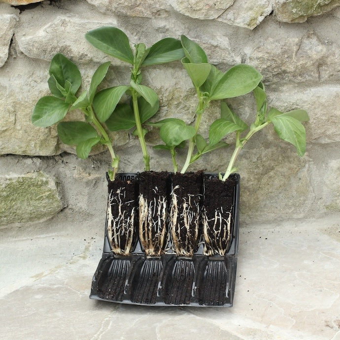  Deep Rootrainers For Seeding 32cells /5" Deep Re-useable