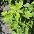  Edible #1 Rubus Idaeus Var Strigosus Fall Gold/ Raspberry Native (TN)