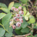  Edible #1 Vaccinium Ashei Premier/ Rabbiteye Blueberry Native (TN)