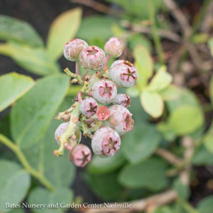  Edible #1 Vaccinium Ashei Premier/ Rabbiteye Blueberry Native (TN)