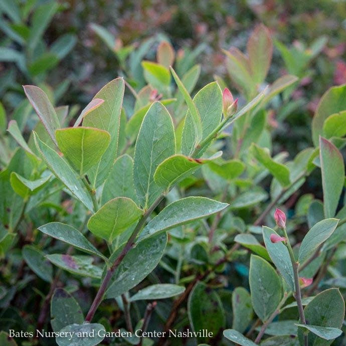  Edible #1 Vaccinium Ashei Premier/ Rabbiteye Blueberry Native (TN)