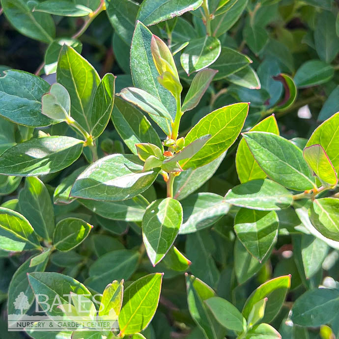  Edible #1 Vaccinium Cory SL Hello Darlin/ Hybrid Blueberry Native (TN)