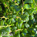  Edible #2 Vaccinium Cory Bountiful BABY/ Northern Highbush Blueberry Native (TN)