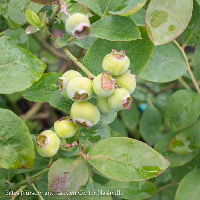  Edible #2 Vaccinium Cory Bushel And Berry 'Silver Dollar'/ Blueberry Native (TN)