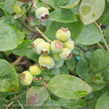  Edible #2 Vaccinium Cory Bushel And Berry 'Silver Dollar'/ Blueberry Native (TN)