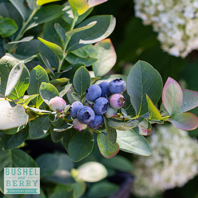  Edible #2 Vaccinium Cory Bushel And Berry 'Silver Dollar'/ Blueberry Native (TN)