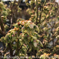  Edible #2 Vaccinium X Bushel And Berry 'Jelly Bean'/ Dwarf Highbush Blueberry
