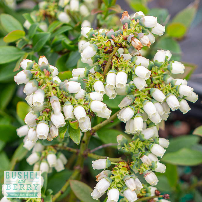  Edible #2 Vaccinium X Bushel And Berry 'Perpetua'/ Hybrid Blueberry