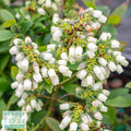  Edible #2 Vaccinium X Bushel And Berry 'Perpetua'/ Hybrid Blueberry