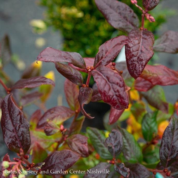  Edible #2 Vaccinium X Bushel And Berry 'Perpetua'/ Hybrid Blueberry