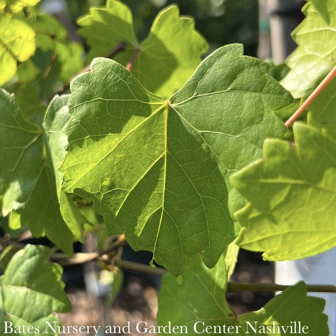  Edible #2 Vitis Rotund Cowart/ Black Muscadine Grape Native (TN)