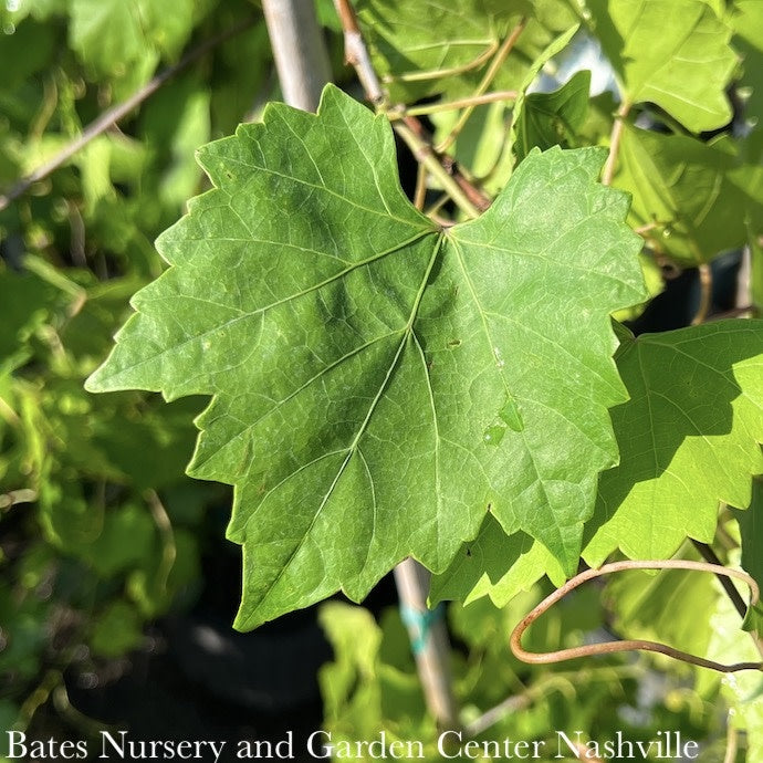  Edible #2 Vitis Rotund Jumbo/ Black Muscadine Grape Native (TN)