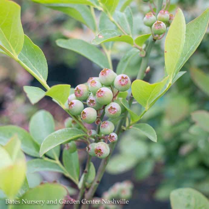  Edible #3 Vaccinium Ashei Woodard/ Rabbiteye Blueberry Native (TN)