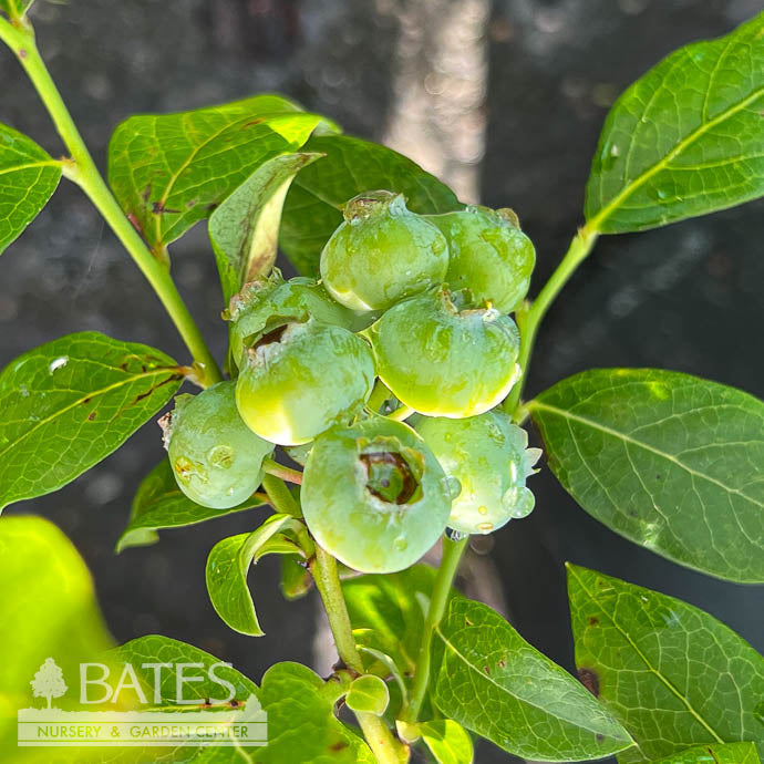  Edible #3 Vaccinium Cory Bluecrop/ Northern Highbush Blueberry Native (TN)