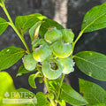  Edible #3 Vaccinium Cory Bluecrop/ Northern Highbush Blueberry Native (TN)