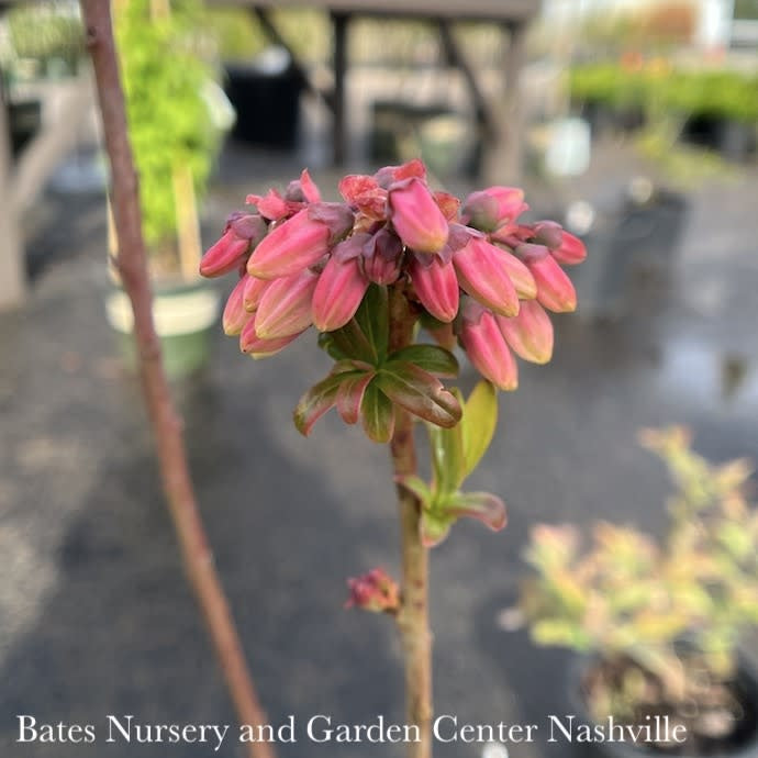  Edible #3 Vaccinium Cory Blueray/ Highbush Blueberry Native (TN)