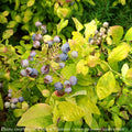  Edible #3 Vaccinium Cory PW Sky Dew 'Gold'/ Northern Highbush Blueberry Native (TN)