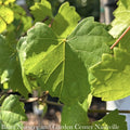  Edible #3 Vitis Rotund Cowart/ Black Muscadine Grape Native (TN)