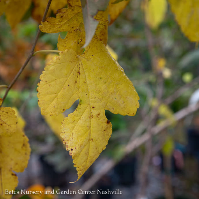  Edible #7 Morus Rubra/ American Red Mulberry Native (TN)