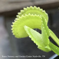 QP Carnivorous Dionaea Dente/ Venus Fly Trap Tropical