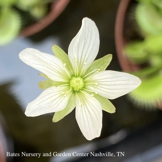  QP Carnivorous Dionaea Dente/ Venus Fly Trap Tropical