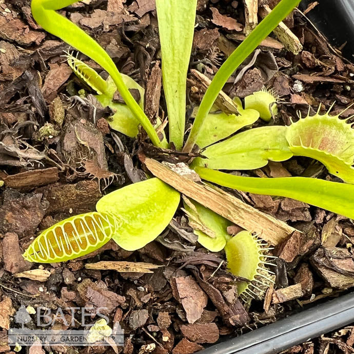  QP Carnivorous Dionaea King Henry/ Venus Fly Trap