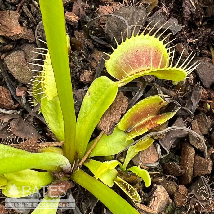  QP Carnivorous Dionaea King Henry/ Venus Fly Trap